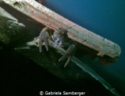 Cancer by Gabriela Samberger 